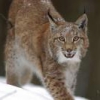 Lynx12